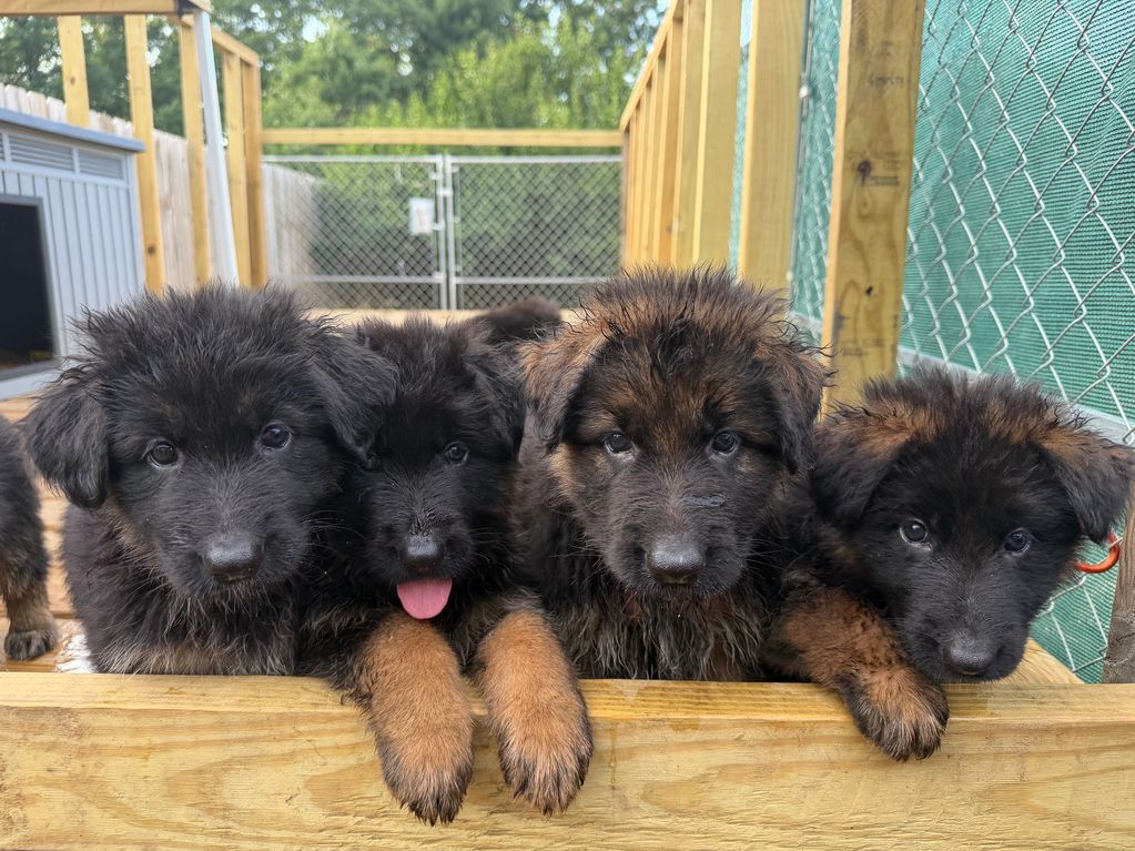 Four adorable German Shepherd puppies peeking over a wooden fence.