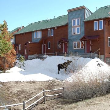 A moose stands in the yard behind the condo!