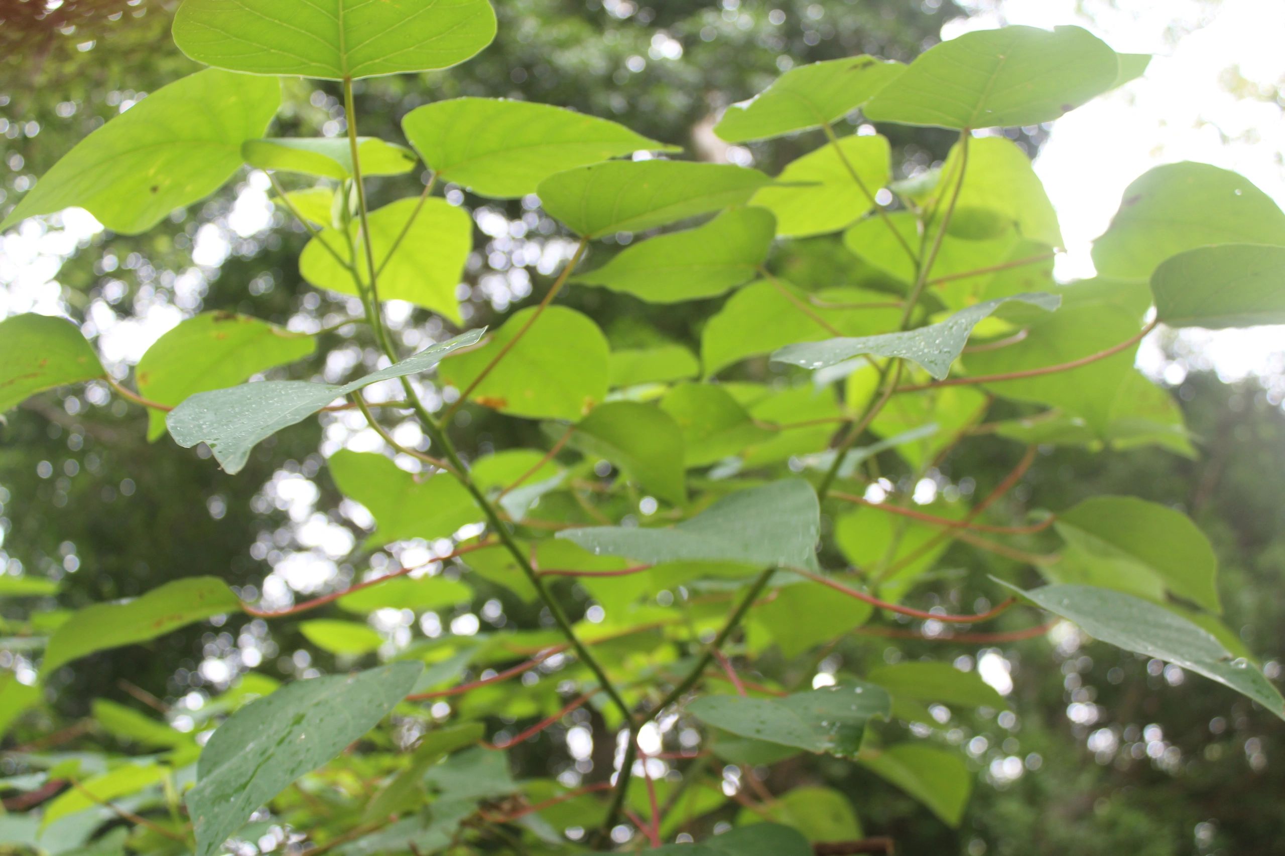 Barbs Trees