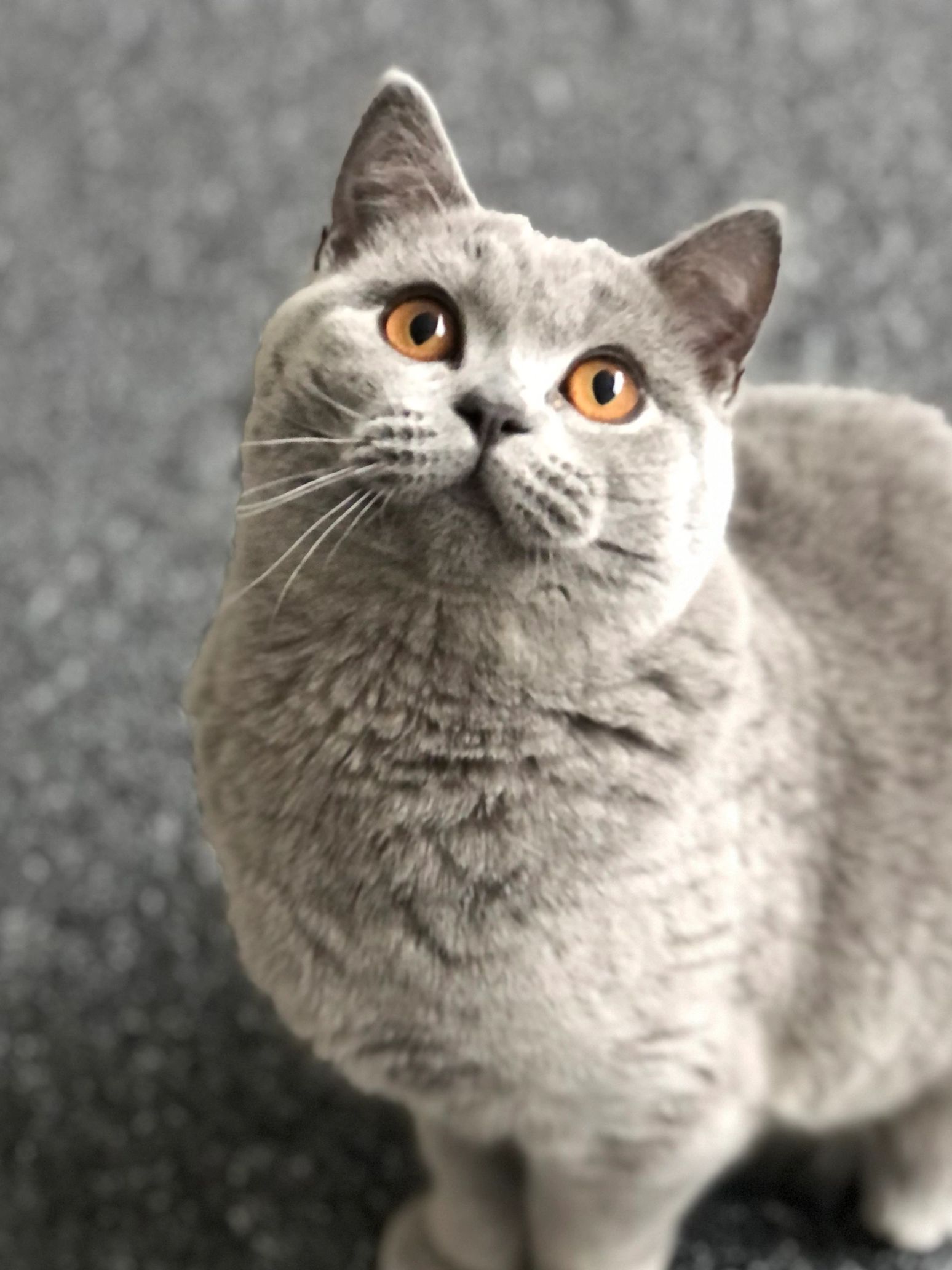 AVERYSHORTHAIRS SARAFINA