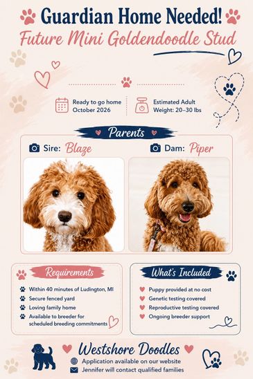 Announcement for a future Mini Goldendoodle stud seeking a guardian home near Ludington, MI.