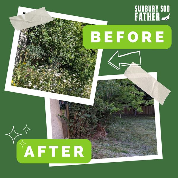 Before and after lawn cleanup showing dense vegetation cleared to neat grass.