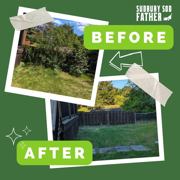 Before and after lawn cleanup showing a tidy backyard with trimmed grass and bushes.
