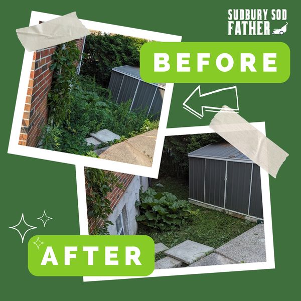 Before and after lawn cleanup shows a neat, trimmed yard beside a shed.