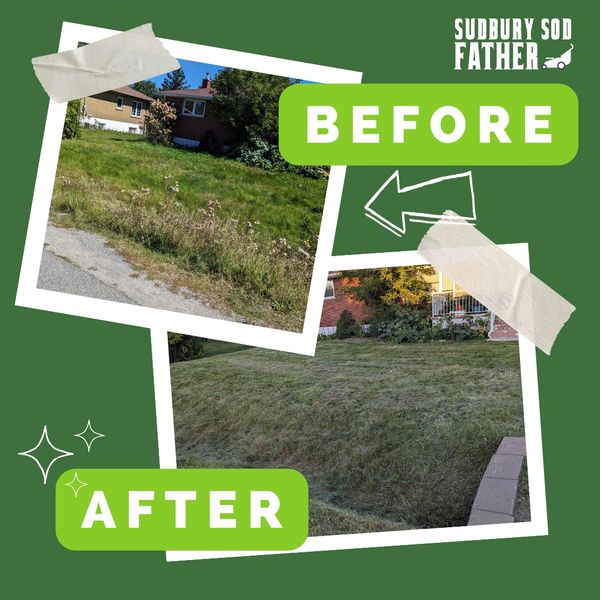 Before and after lawn mowing transformation by Sudbury Sod Father.