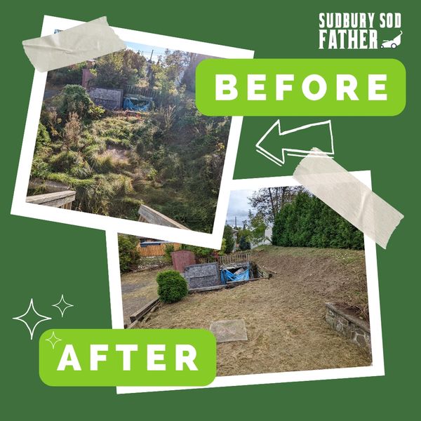 Before and after lawn cleanup showing a transformed, tidy yard.
