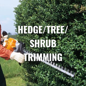 Person trimming a hedge with a gas-powered hedge trimmer outdoors.