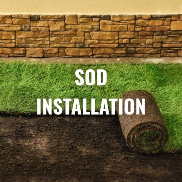 Rolled sod ready for lawn installation on bare soil.