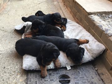 Rottweiler (Rottie) puppies in West Sussex