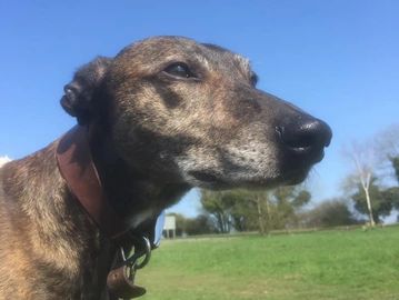 what a gorgeous sight hound, greyhound, lurcher from Bognor regis