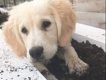 golden retriever puppy digging in a garden in Hampshire