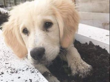 puppy digging