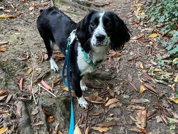 Training walk with this cocker spaniel in Southwater
