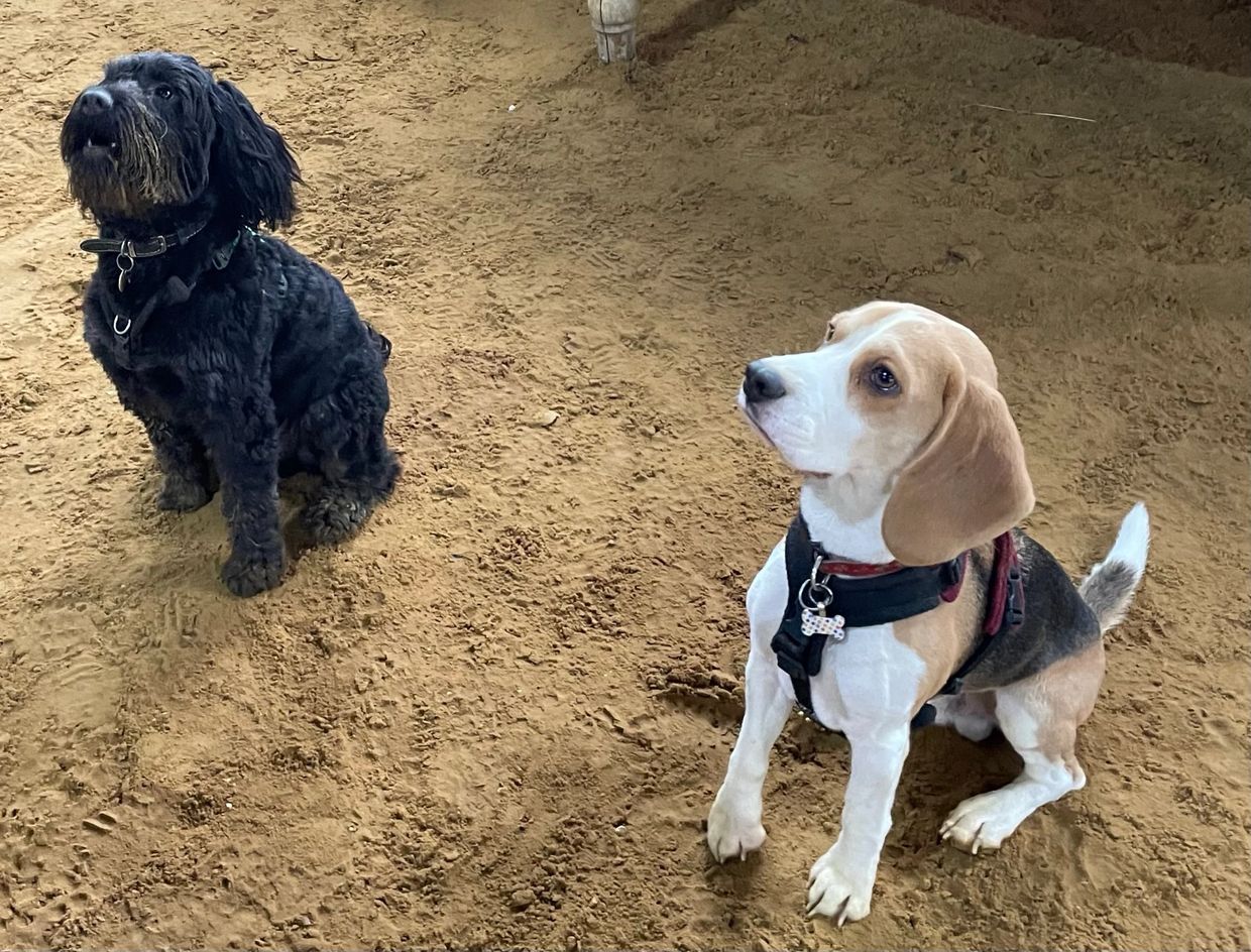 Two dogs sitting attentively on sandy ground indoors.