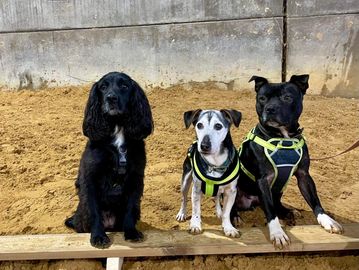 A group of dogs enjoying indoor parkour at Houndie House in Ashurst