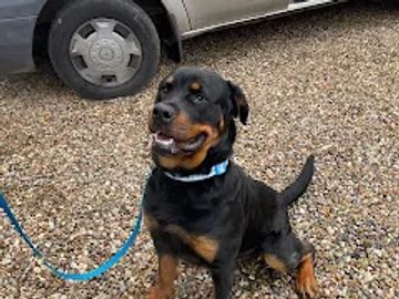 Rescue Rottweiler sat by transit van, with the behaviourist near me