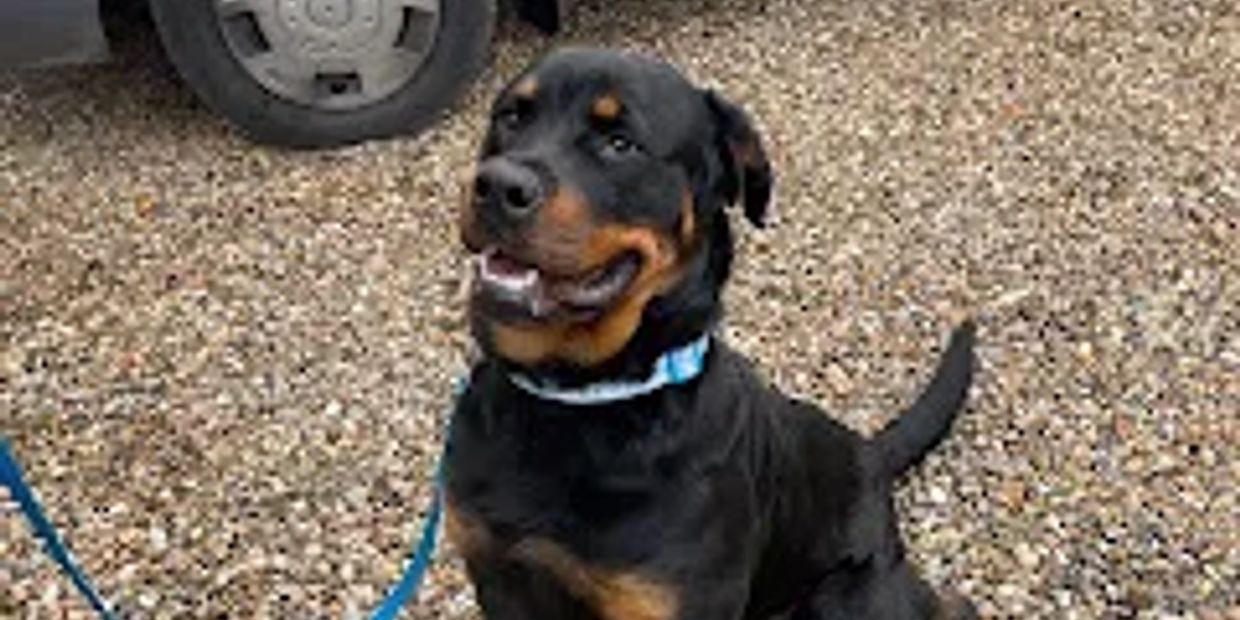Happy Rottweiler sitting on gravel with a blue leash.