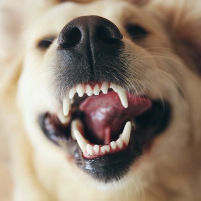 dog growling at person