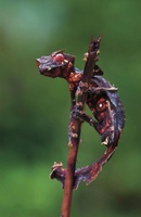 Rican Geckos Reptiles
