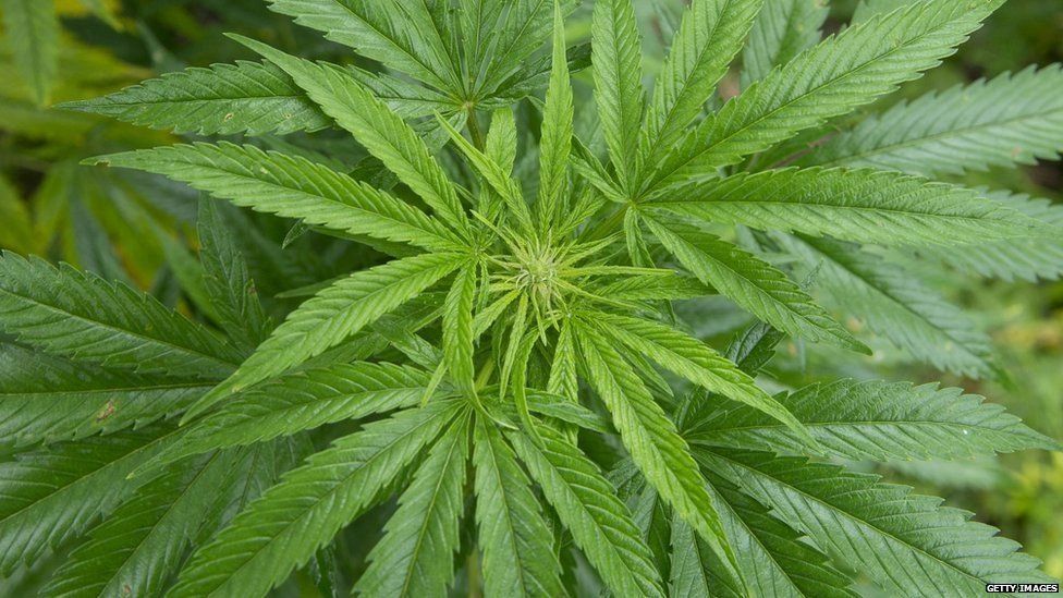 Hemp4Hopes