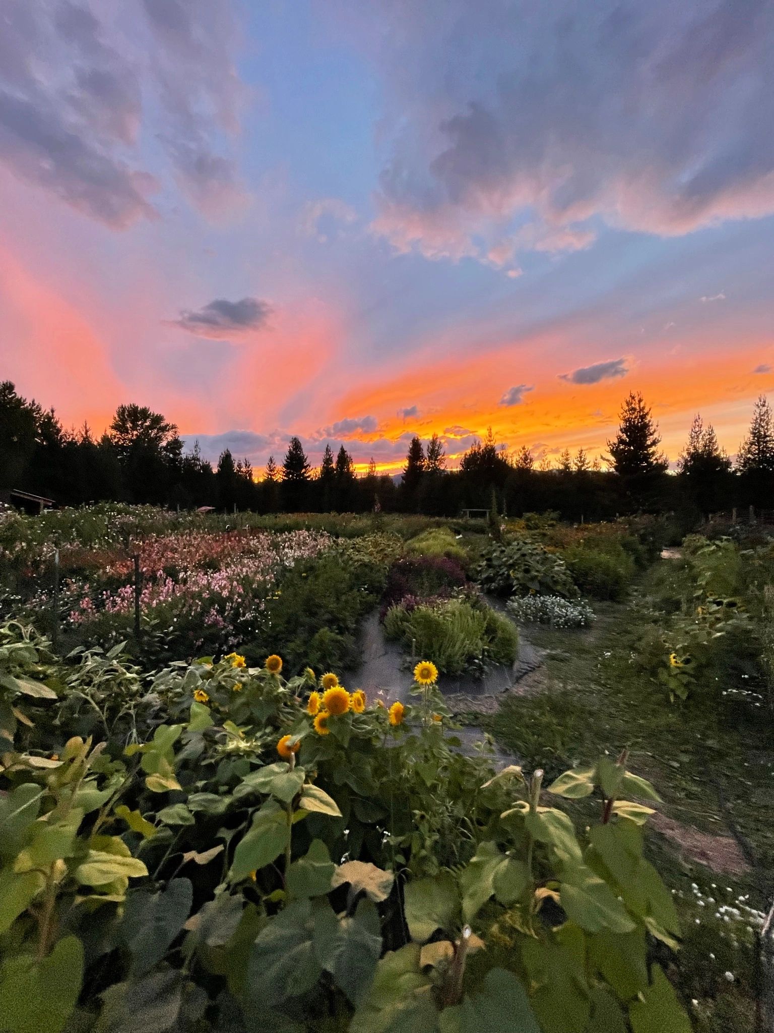 Grumpy Chicken Farm UPick Flower Farm Sandpoint, Idaho