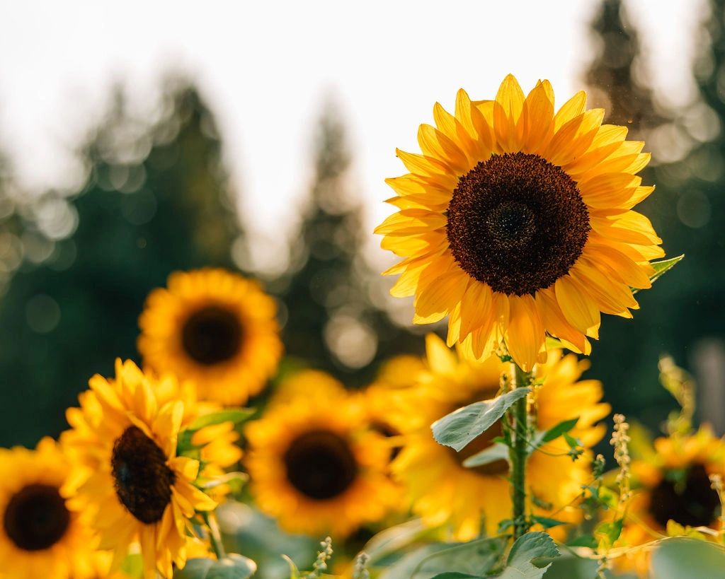 Grumpy Chicken Farm UPick Flower Farm Sandpoint, Idaho