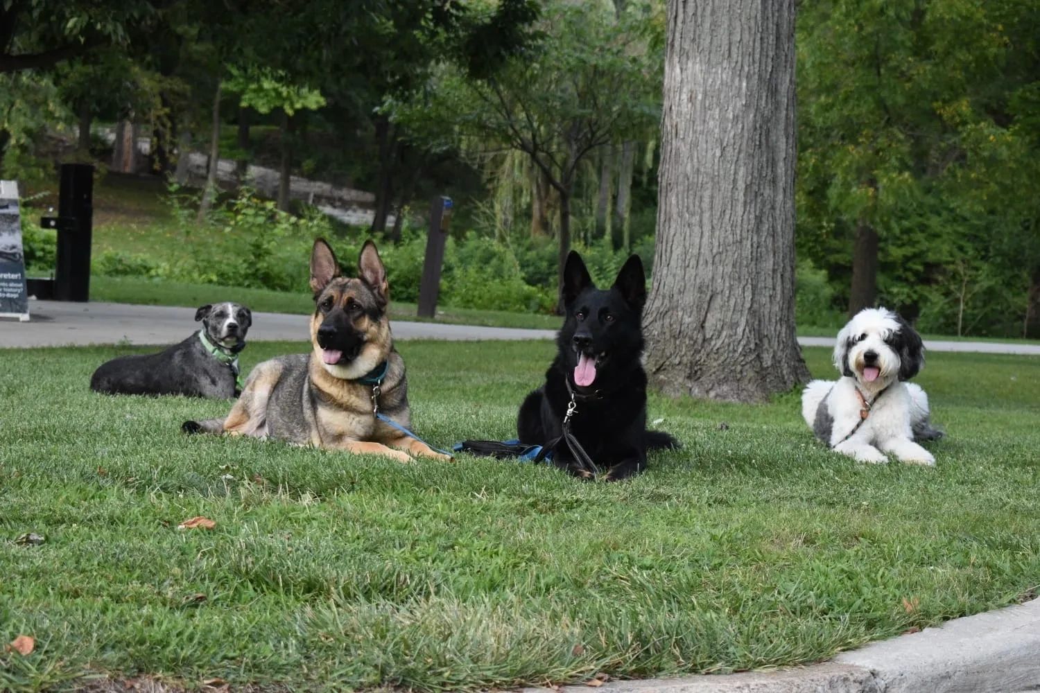 P2k9 Training