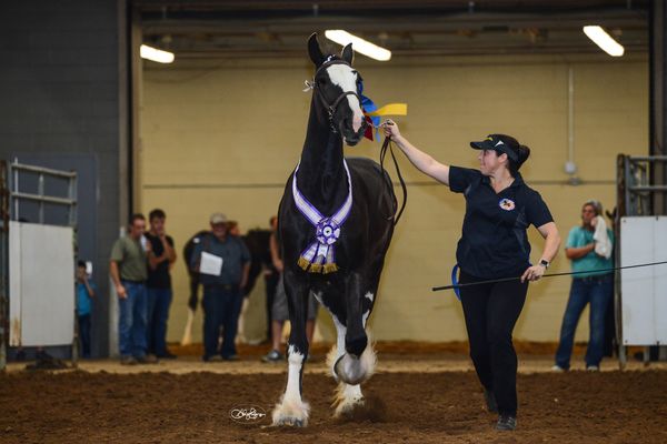 Woman leading a decorated horse in an indoor arena during a competition.