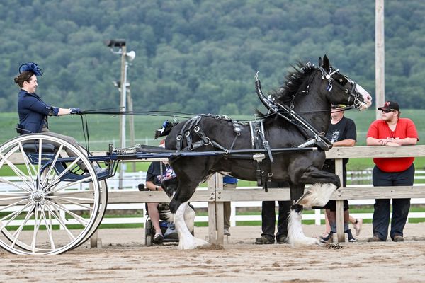 A woman in formal attire drives a black horse pulling a cart in an outdoor arena.