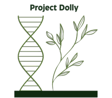 Project Dolly