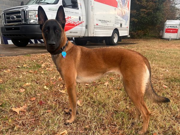 Brown and black dog standing on grass with a U-Haul truck in the background.
