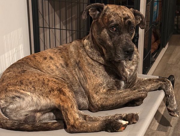 A brindle dog lying down indoors, looking attentive.