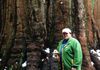 A small Redwood