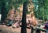 The General Sherman Tree...the world's largest living thing