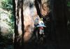 Climbing a Redwood is fun 