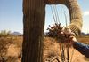 Up close with a Saguaro Cactus