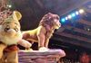 Simba 