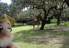 That giraffe is tall