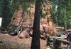 Daddy and Baby Redwood