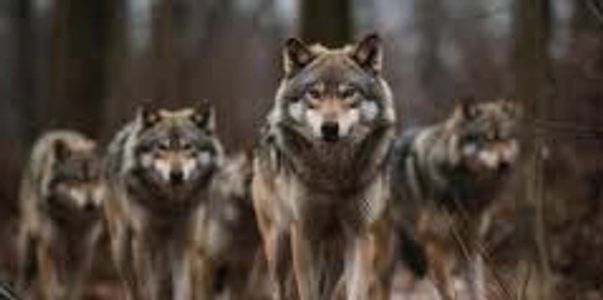Wolf pack