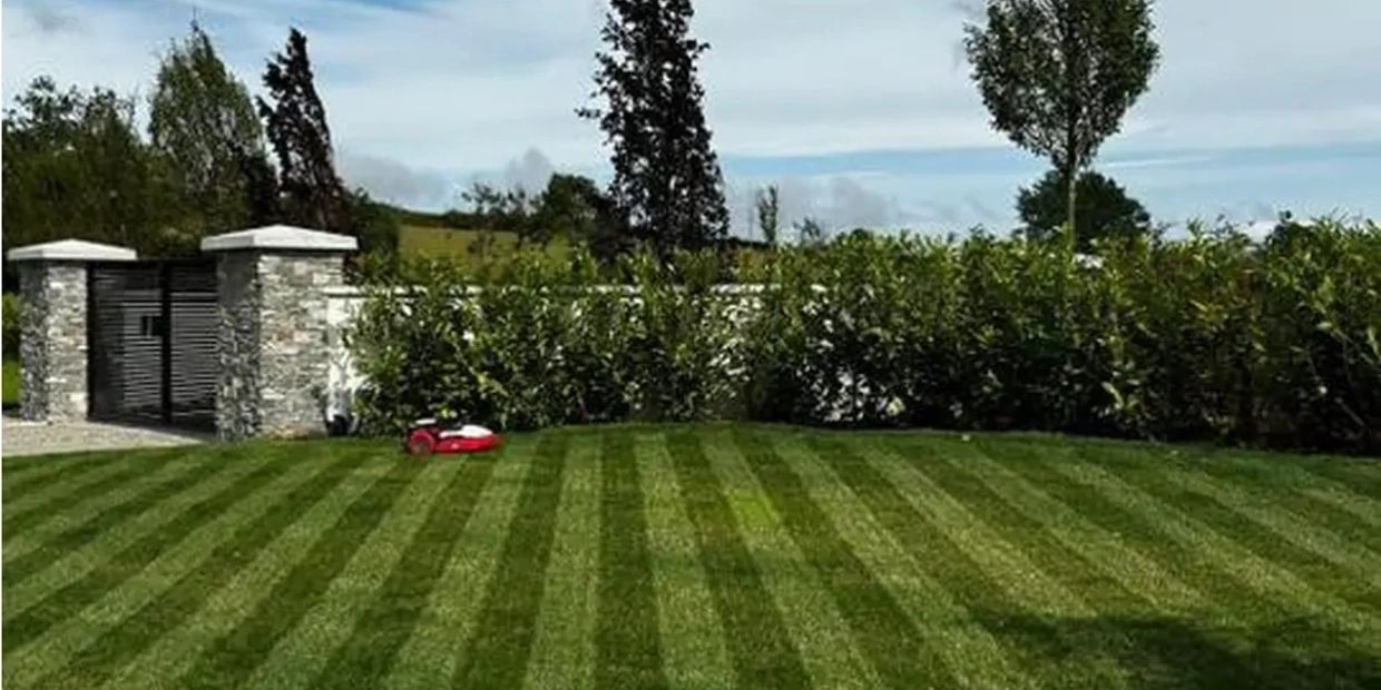 A lush green lawn with striped mowing pattern and a red robotic lawn mower near the bushes.