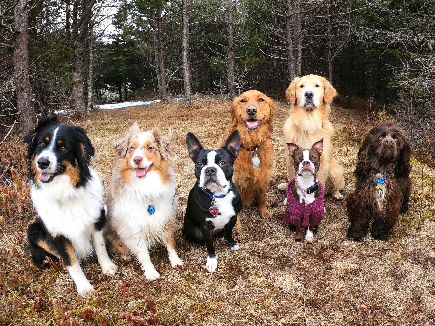 Group of dogs sitting in front of a stand of pines. Dog Walker Dog Trainer Halifax, Nova Scotia. 