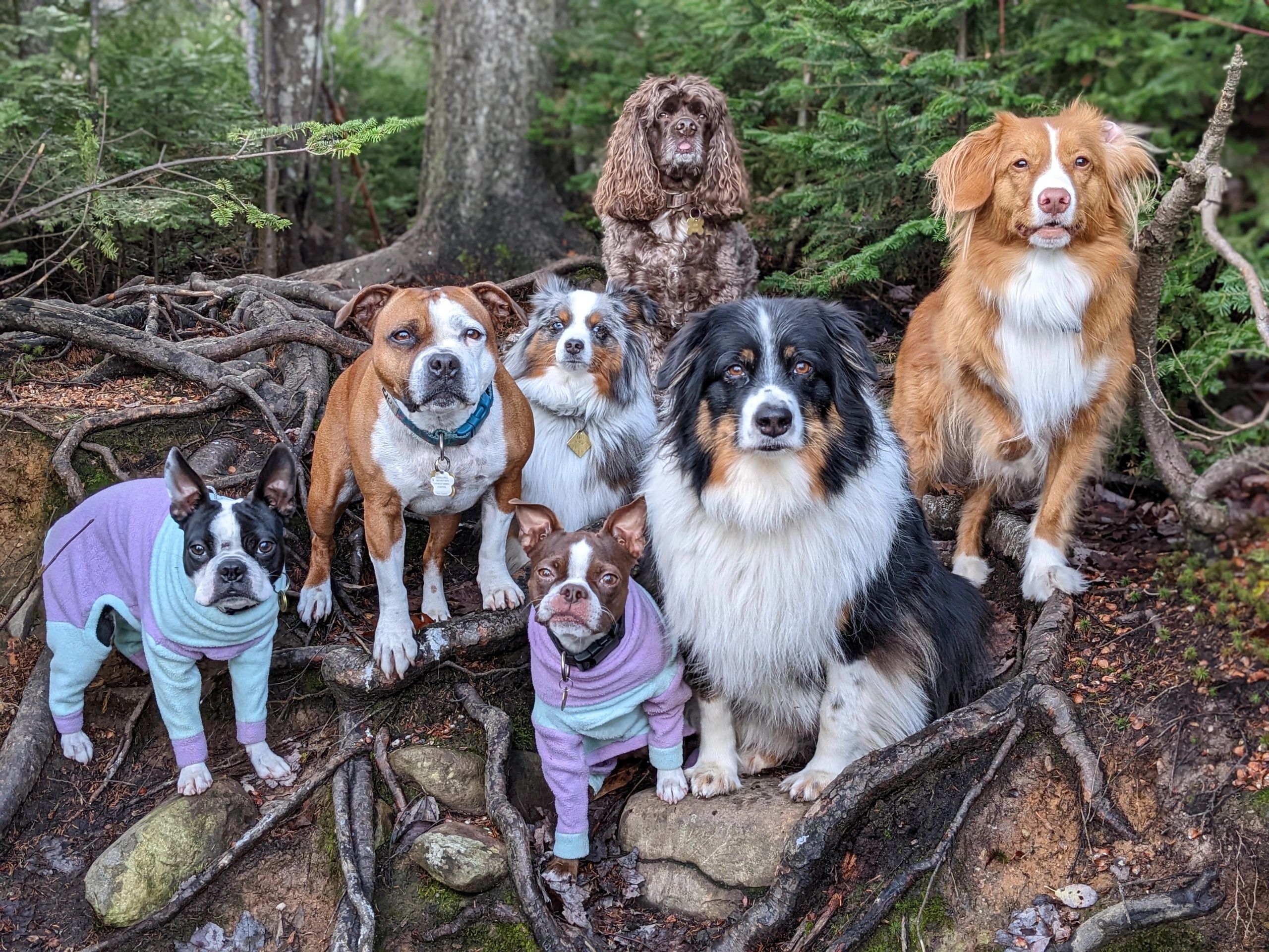 Why Are Dogs Called Dogs