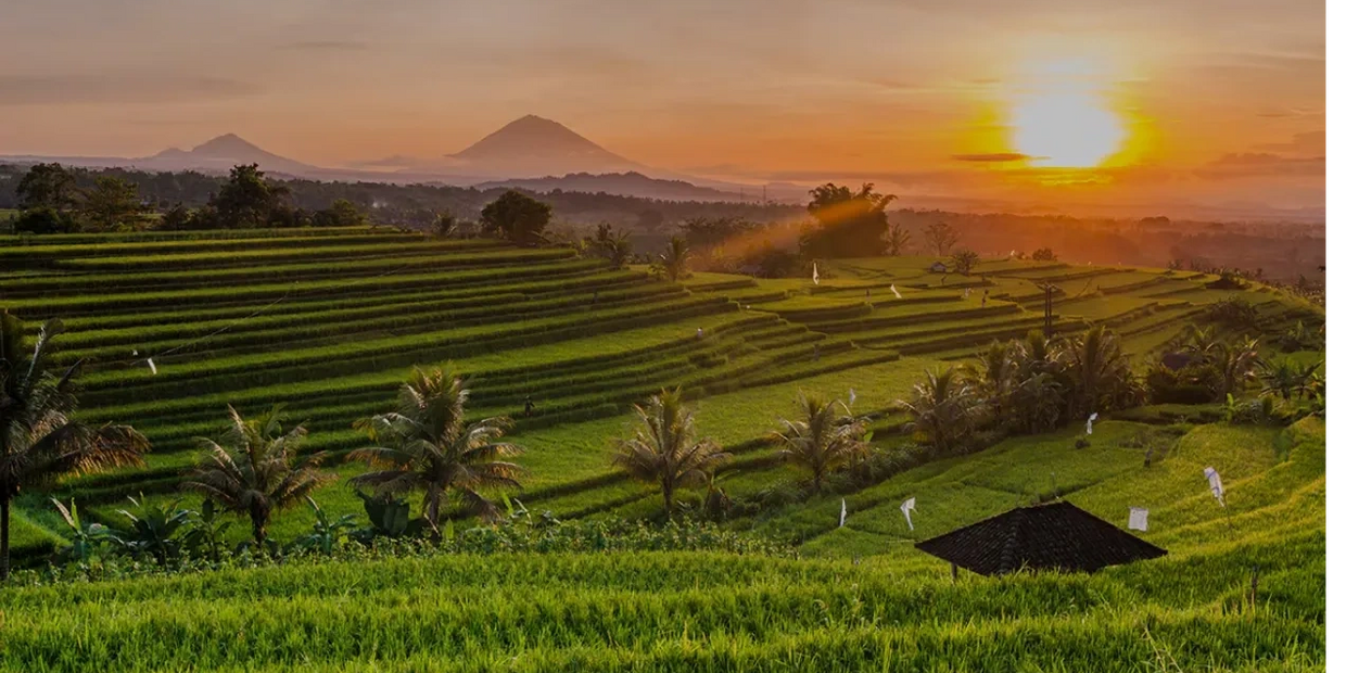 Ubud Ricefields