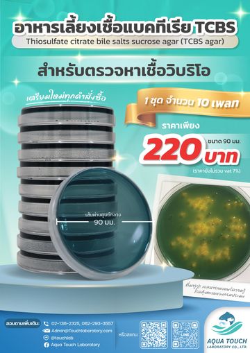 อาหารเลี้ยงเชื้อแบคทีเรีย TCBS สำหรับเลี้ยงกลุ่มวิบริโอ Vibrio spp. 