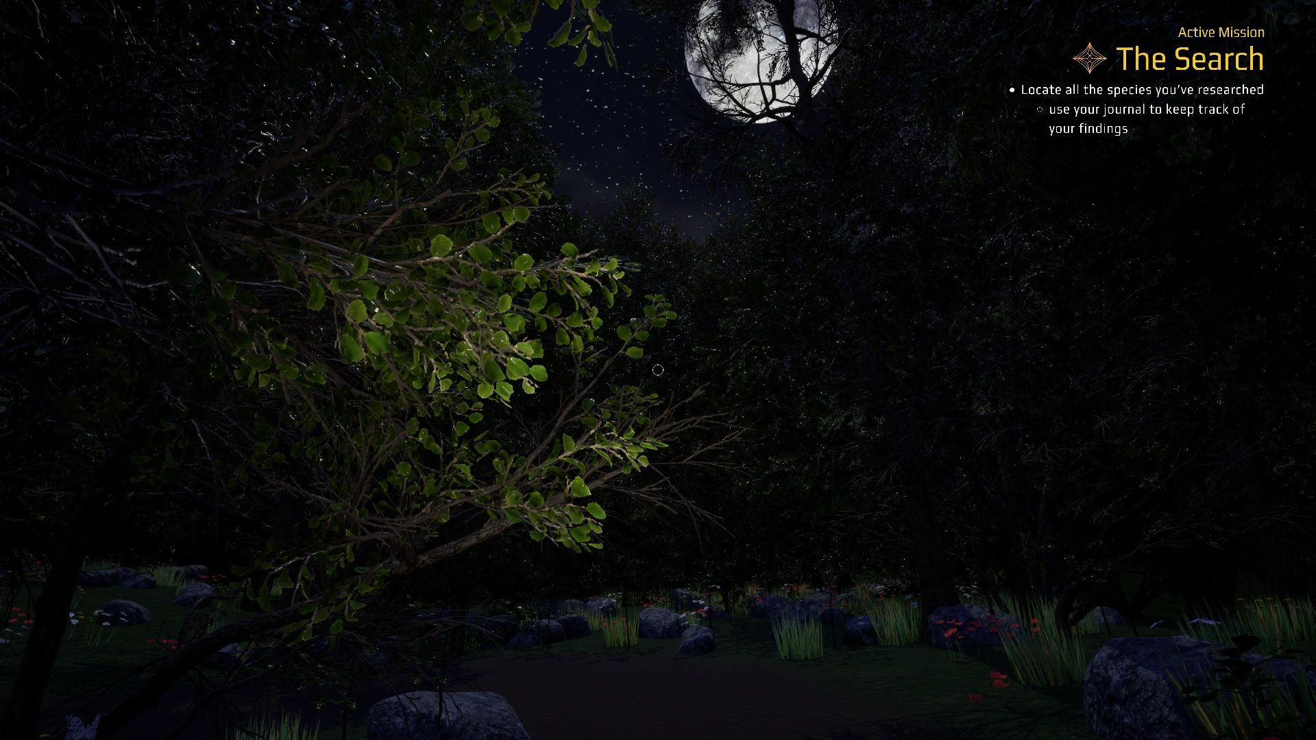 forest background view