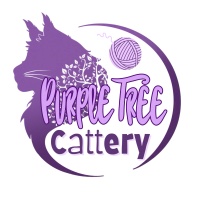 Purple Tree Cattery