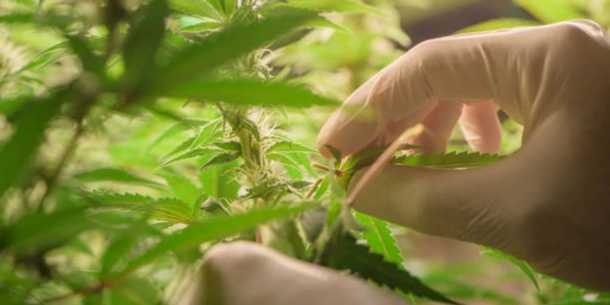 medicinal cannabis melbourne australia 