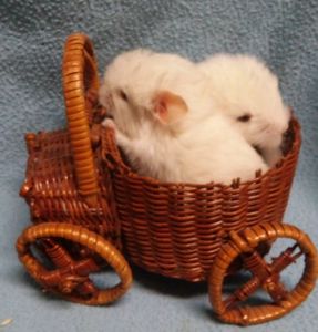 Two chinchillas in car