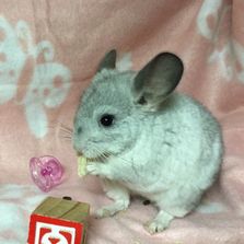 chinchillas chinchilla chins adorable